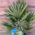 Palmička nízka (Chamaerops humilis) ´VULCANO´ - výška 30-50 cm, kont. C3L (-14°C)